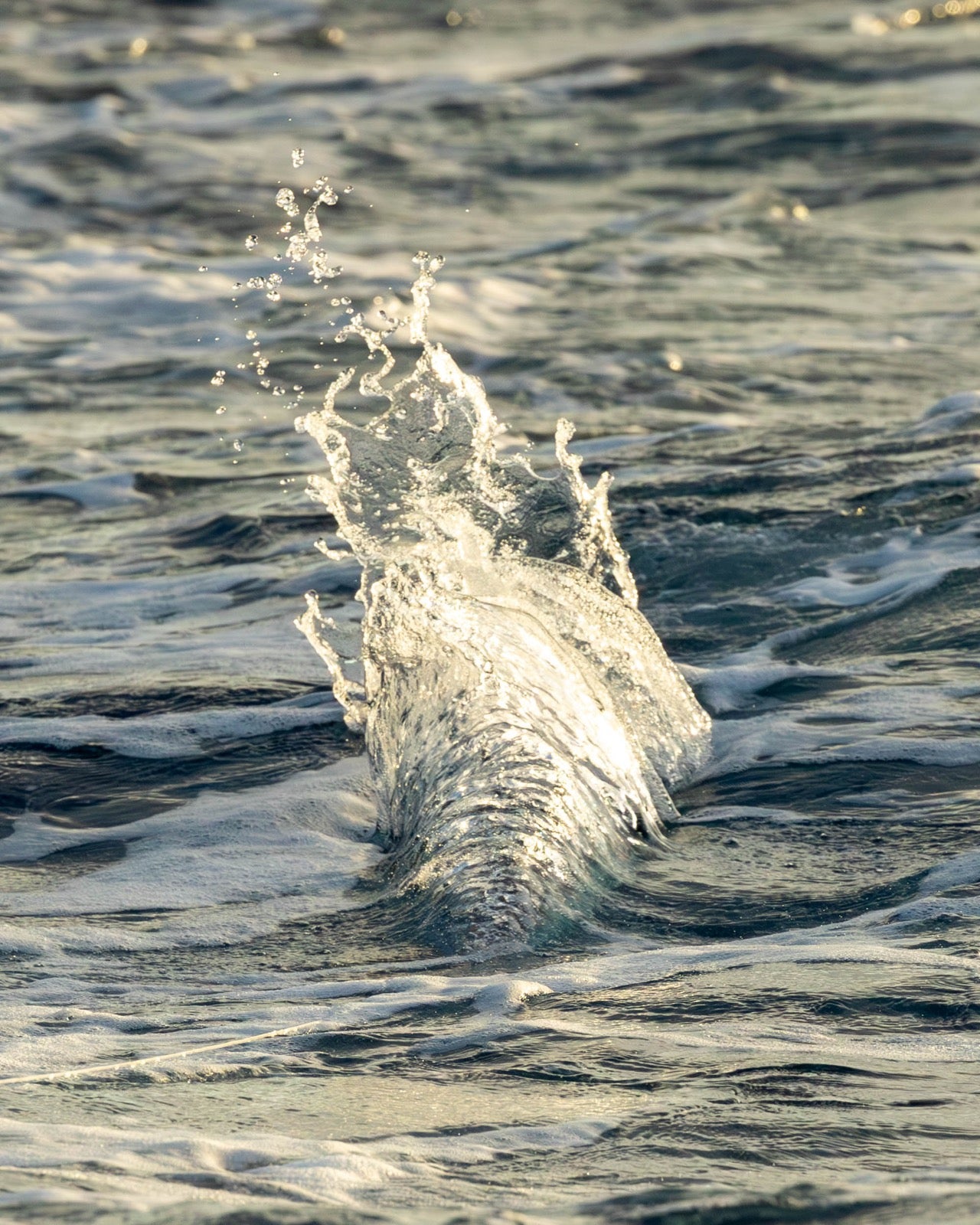 Trolling lure skittering across the surface offshore in Hawaii, throwing a small splash