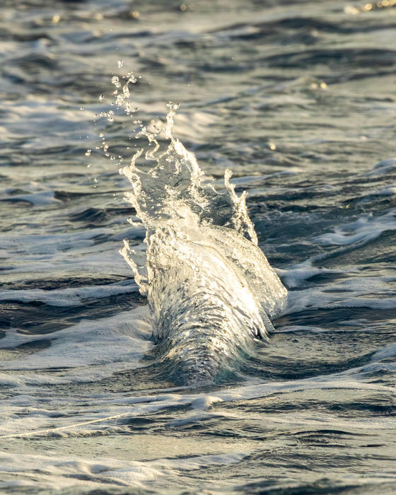 Trolling lure skittering across the surface offshore in Hawaii, throwing a small splash