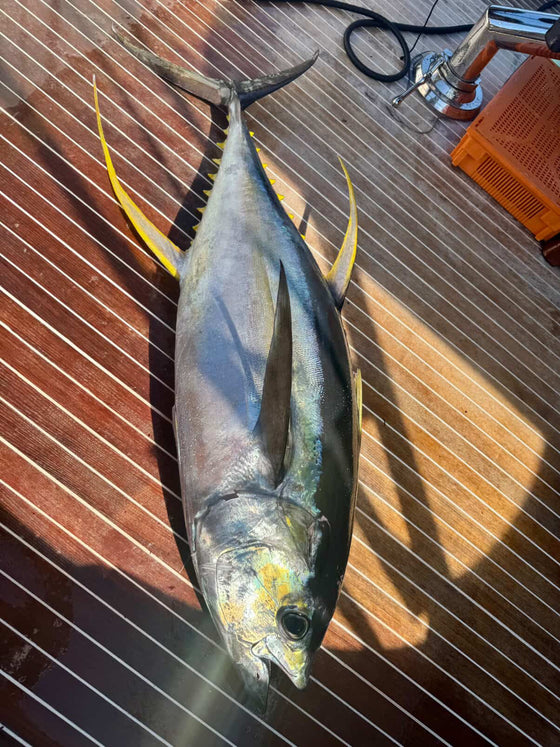 A whole yellowfin ahi laid out on the teak deck of a fishing boat