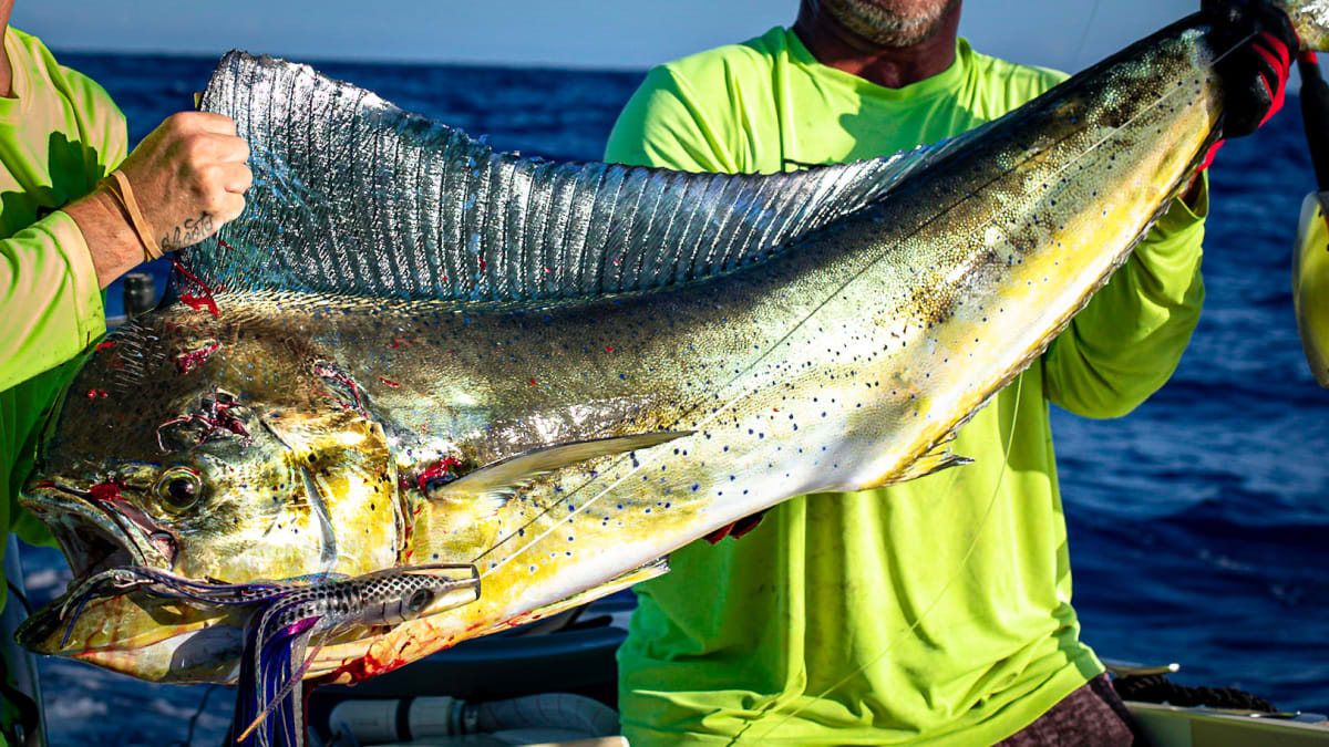 Two fishermen holding up a large mahi mahi at the rail of a fishing boat in deep blue Hawaii water