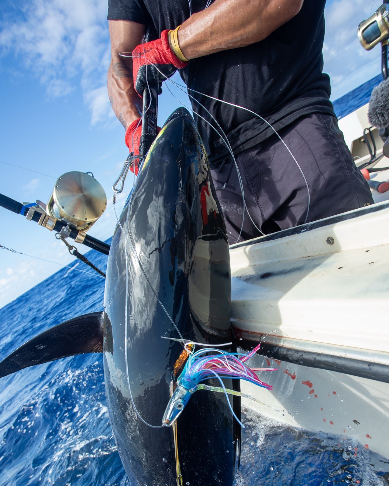 An ahi coming over the rail on a gaff, leader in hand, with the Tsutomu lure still in its mouth
