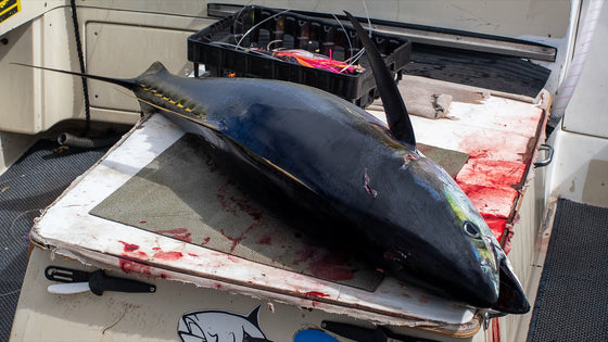 A yellowfin ahi laid on the cutting board over the fish box on the deck, with a tackle tray of rigged trolling lures behind it