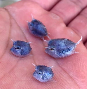 NEW!  7" Ali'i Fish Series: Blue Eyed Horned Puffer