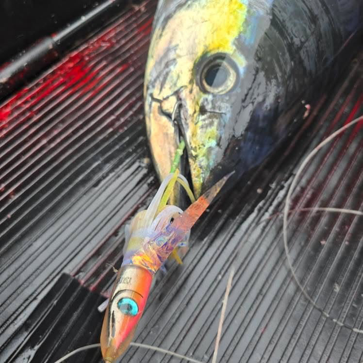 6 Poke Series: Da Amaebi - Tsutomu Lures 6 Poke Series: Da Amaebi - Tsutomu Lures