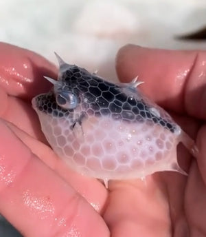 NEW!  7" Ali'i Fish Series: Blue Eyed Horned Puffer