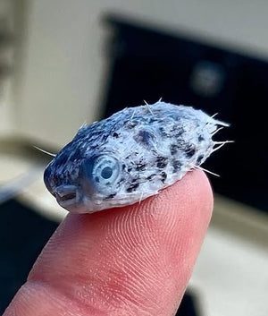 NEW! 9" Moke: Blue Eyed Horned Puffer